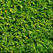Leaves
